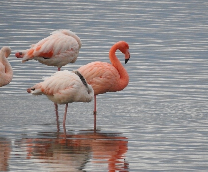 Greater × American Flamingo