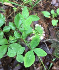 Trifolium reflexum