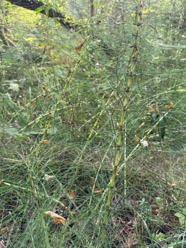 great horsetail