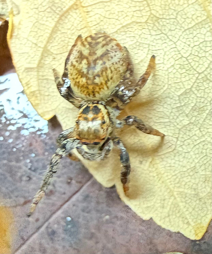 Carrhotus xanthogramma