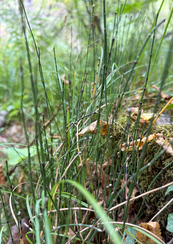 variegated horsetail