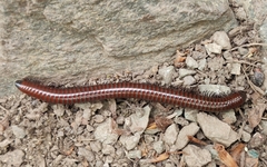 Pachyiulus hungaricus