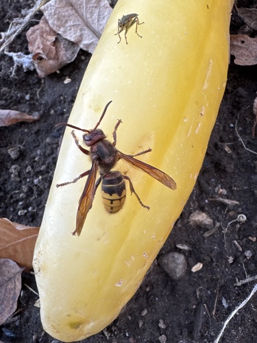 European Hornet
