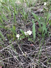 Claytonia lanceolata