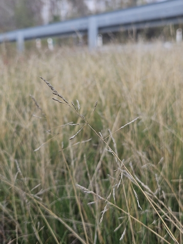 Atropis observed 2026-10-18