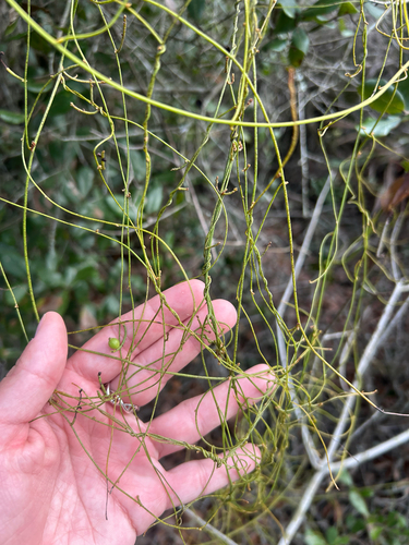 Cassytha filiformis observed 2026-10-18