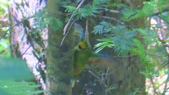 Cyanoramphus auriceps