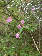 Abelia