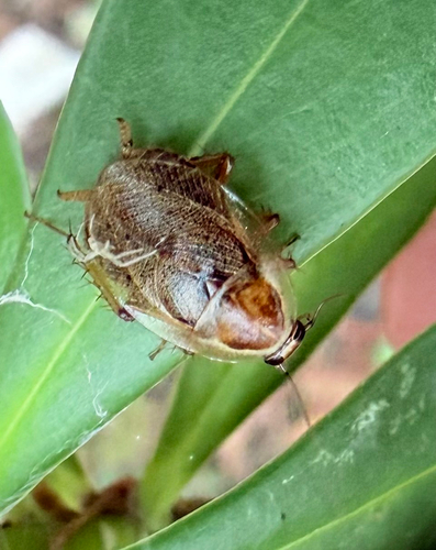 Ectobius lucidus