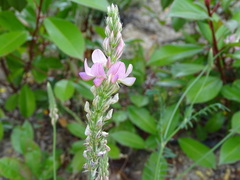 Onobrychis viciifolia