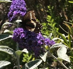 Papilio