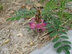 Onobrychis viciifolia