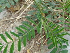 Onobrychis viciifolia