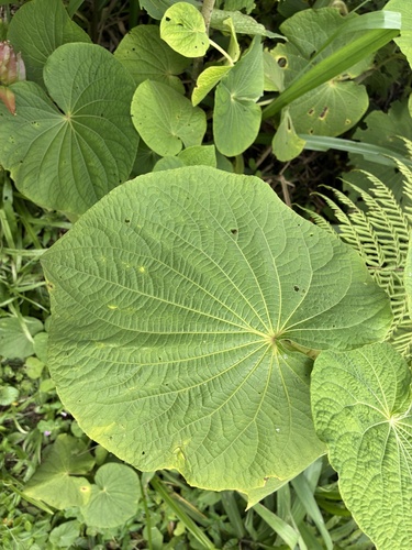 Piper umbellatum observed 2026-10-15