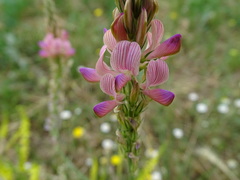 Onobrychis viciifolia