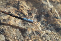 Argia munda
