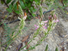 Onobrychis viciifolia