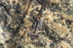 Argia munda