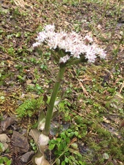 Petasites frigidus palmatus