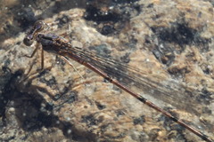 Argia munda