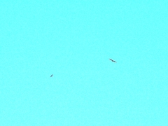 Accipiter nisus