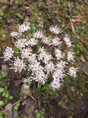 Petasites frigidus palmatus