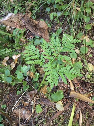 Rutaceae observed 2026-10-18