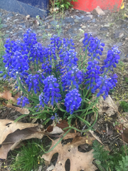 Muscari armeniacum