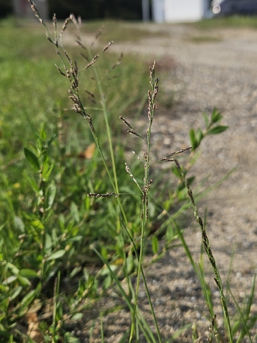 Atropis observed 2026-10-18