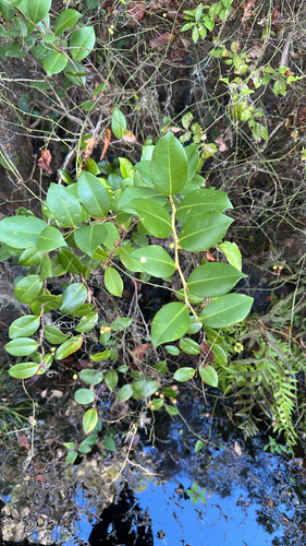 Lyonia lucida observed 2026-10-18