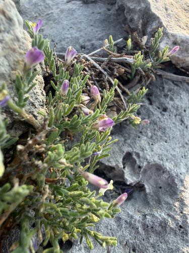 Glandleaf Milkwort