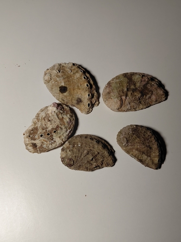 Haliotis tuberculata tuberculata