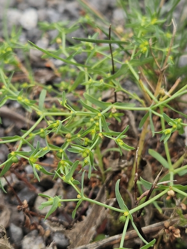 Euphorbia exigua observed 2026-10-18