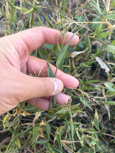 Urochloa reptans observed 2026-10-18