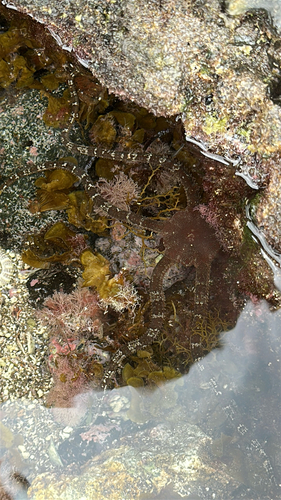 Ophioderma observed 2026-10-18