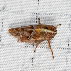 Aphrophora saratogensis