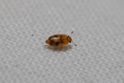 Haptoncus observed 2026-10-11