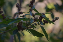 Buddleja sessiliflora