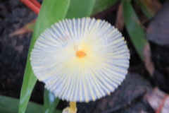 Leucocoprinus fragilissimus image