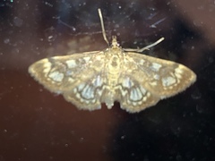 Anania coronata