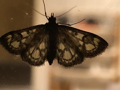 Anania coronata