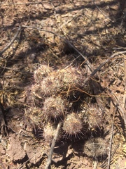 Mammillaria sheldonii
