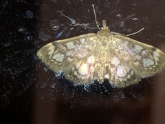 Anania coronata