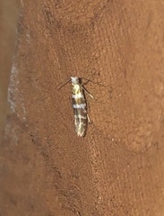 Argyresthia trifasciata