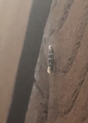 Argyresthia trifasciata