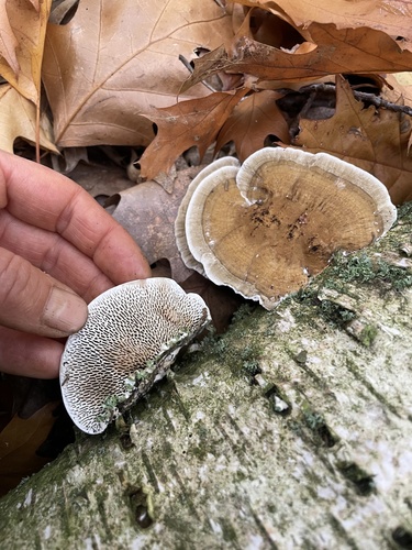 Thin-walled Maze Polypore
