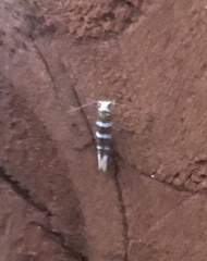 Argyresthia trifasciata