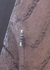 Argyresthia trifasciata