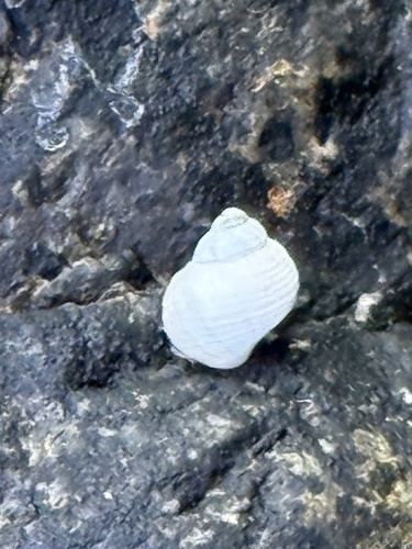 Littorina saxatilis, 2026-10-18