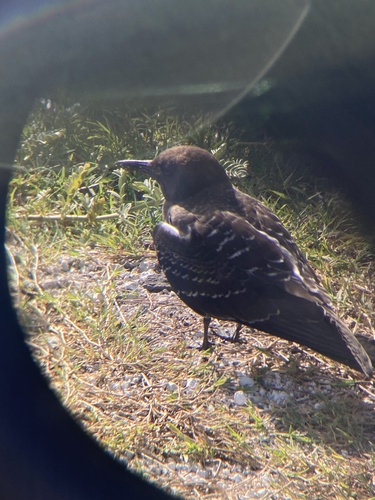 iNaturalist image